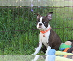 Small #5 Boston Terrier