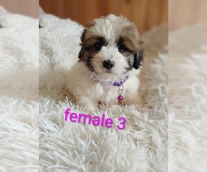 Maltese-Silky Cocker Mix Puppy for sale in WOBURN, MA, USA