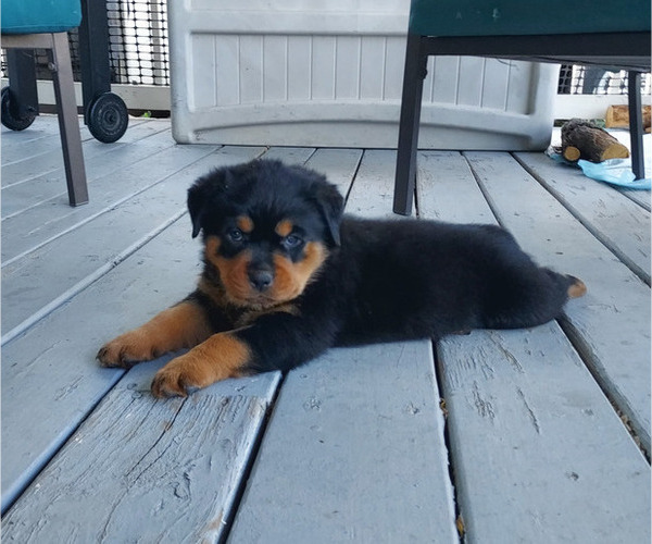 Medium Photo #1 Rottweiler Puppy For Sale in FALCON, CO, USA