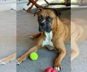 Boxer Dogs for adoption in Woodbury, MN, USA