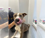26-344 Misty - Female Mutt Dog for Adoption - Small photo