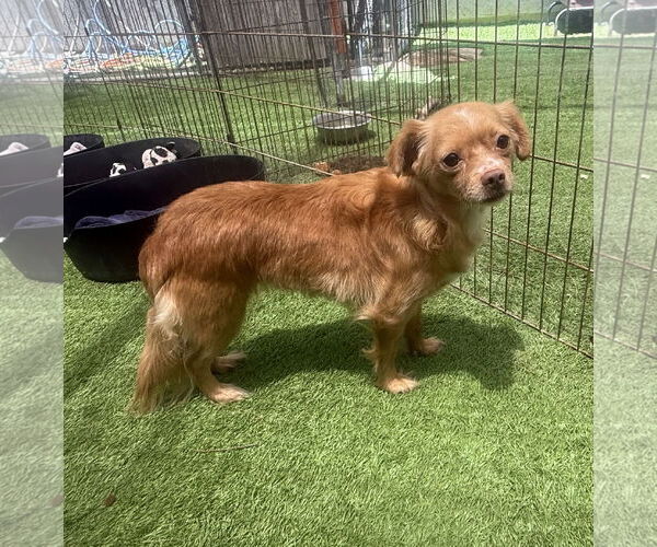 Medium Photo #1 Chiranian Puppy For Sale in Imperial Beach, CA, USA