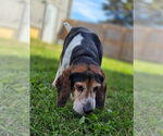 Small #4 Bagle Hound