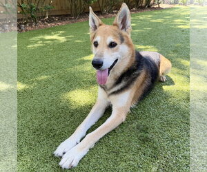 German Shepherd Dog-Unknown Mix Dogs for adoption in Hilton Head, SC, USA