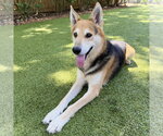 Max - Male German Shepherd Dog-Unknown Mix Dog for Adoption - Small photo
