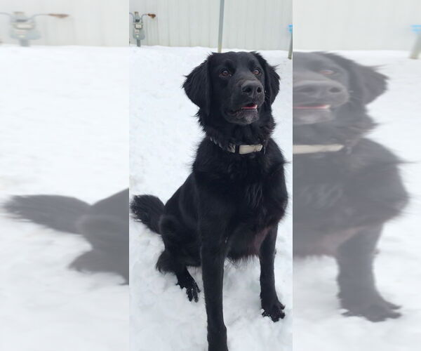 Medium Photo #3 Labrador Retriever-Unknown Mix Puppy For Sale in Evansville, IN, USA