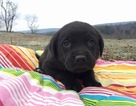 Small Photo #13 Labrottie Puppy For Sale in PORT ROYAL, PA, USA