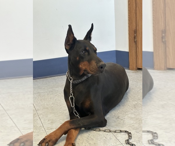Medium Photo #3 Doberman Pinscher Puppy For Sale in AKRON, OH, USA