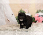 Small Photo #15 Goldendoodle-Poodle (Miniature) Mix Puppy For Sale in WARSAW, IN, USA
