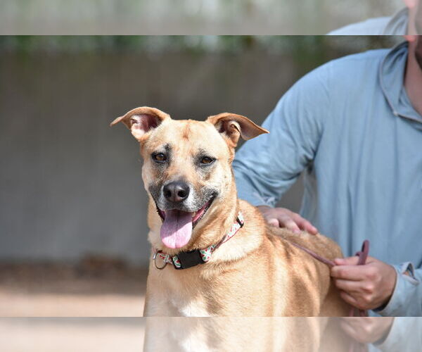 Medium Photo #3 American Pit Bull Terrier-German Shepherd Dog Mix Puppy For Sale in San Diego, CA, USA