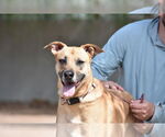 Small #2 American Pit Bull Terrier-German Shepherd Dog Mix