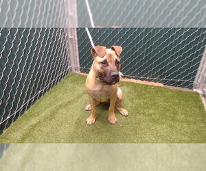 Boxer Dogs for adoption in Downey, CA, USA