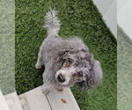 Small #1 Poodle (Miniature)