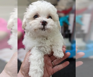 Maltese Puppy for sale in PHIL CAMPBELL, AL, USA