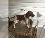 Small Photo #7 German Shorthaired Pointer Puppy For Sale in ENTERPRISE, AL, USA