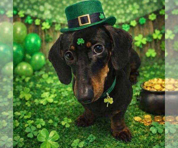 Medium Photo #2 Dachshund Puppy For Sale in Los Angeles, CA, USA