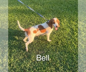 Mother of the Beagle puppies born on 12/31/2025