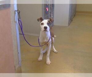 Mutt Dogs for adoption in Sacramento, CA, USA