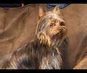 Father of the Yorkshire Terrier puppies born on 04/23/2022