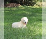 Small Photo #11 Golden Retriever Puppy For Sale in GAP, PA, USA