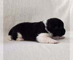 Puppy YUKON Akita