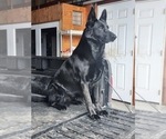 Small #4 German Shepherd Dog