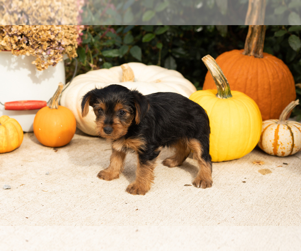 Medium Photo #21 Yorkshire Terrier Puppy For Sale in NAPPANEE, IN, USA