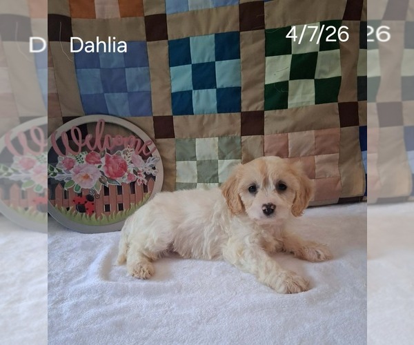 Medium Photo #3 Cavachon Puppy For Sale in MOUNT PLEASANT, MI, USA