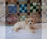 Small #2 Cavachon