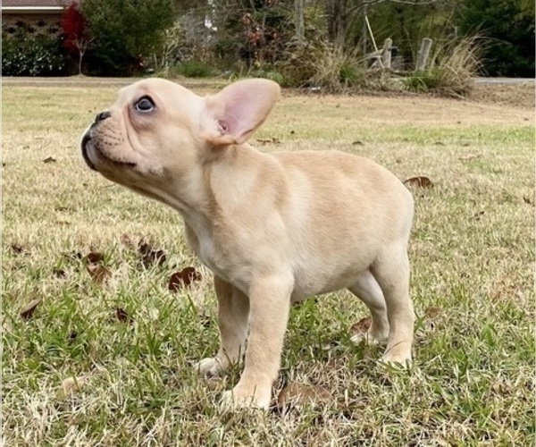 Medium Photo #4 French Bulldog Puppy For Sale in COCHRAN, GA, USA