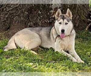 Mother of the Siberian Husky puppies born on 02/01/2023