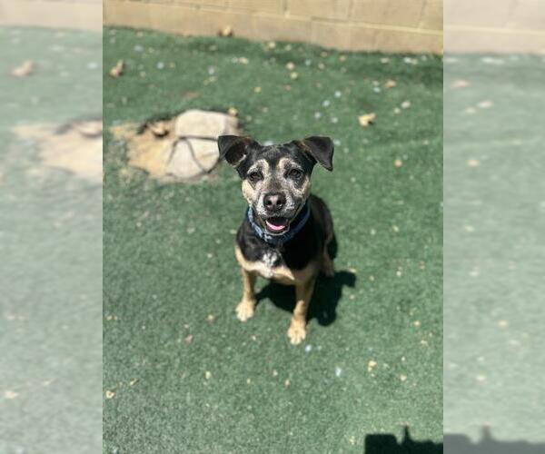 Medium Photo #2 American Pit Bull Terrier-Unknown Mix Puppy For Sale in Chula Vista, CA, USA