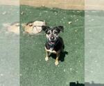 Small #1 American Pit Bull Terrier Mix