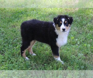 Australian Shepherd Puppy for sale in KANSAS, OK, USA