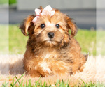 Small #2 Yorkipoo