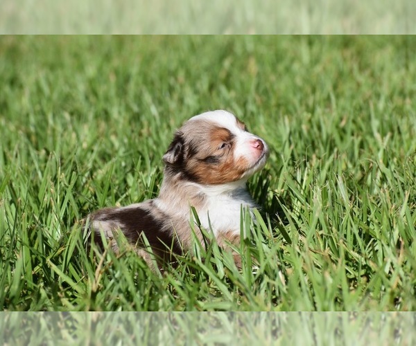 Medium Photo #6 Miniature Australian Shepherd Puppy For Sale in PALM COAST, FL, USA