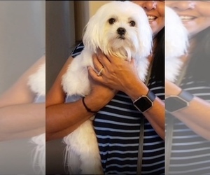 Father of the Maltese puppies born on 04/28/2026