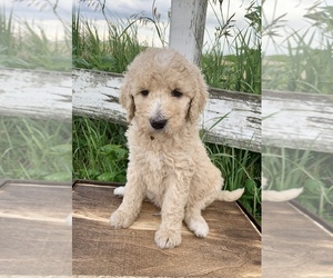Goldendoodle Puppy for sale in CONCEPTION JUNCTION, MO, USA