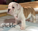 Small Photo #3 English Bulldog Puppy For Sale in EAGLE CREEK, IN, USA