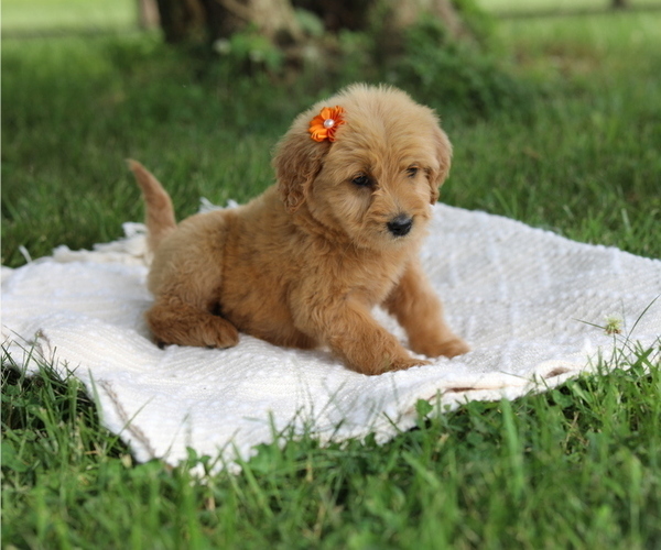 Medium Photo #1 Goldendoodle Puppy For Sale in FREDONIA, KY, USA
