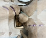 Small Photo #22 Labrador Retriever Puppy For Sale in CARMICHAEL, CA, USA