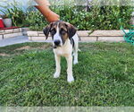 Small #8 Treeing Walker Coonhound Mix