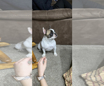 Small Photo #1 French Bulldog Puppy For Sale in LEMOORE, CA, USA