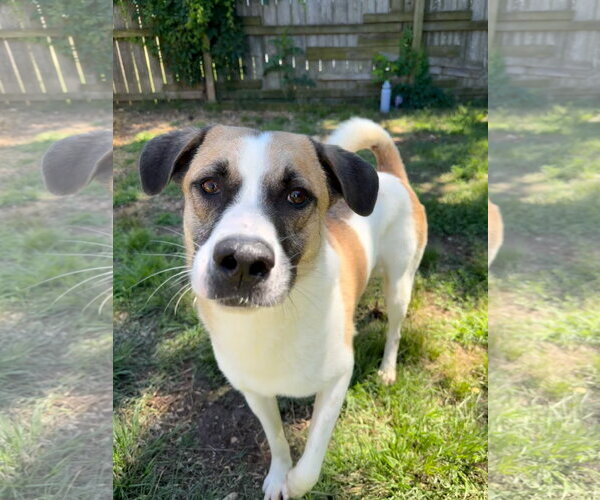 Medium Photo #1 Mutt Puppy For Sale in Jackson, MS, USA