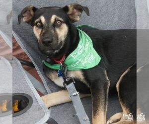Fay - Female Retriever -Unknown Mix Dog for Adoption - Photo #6