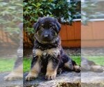 Small Photo #1 German Shepherd Dog Puppy For Sale in OLYMPIA, WA, USA