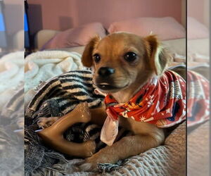 Chihuahua-Unknown Mix Dogs for adoption in San Diego, CA, USA