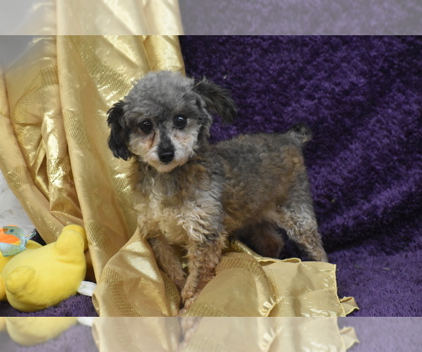 Medium Photo #3 Poodle (Toy) Puppy For Sale in ELDORADO, OH, USA