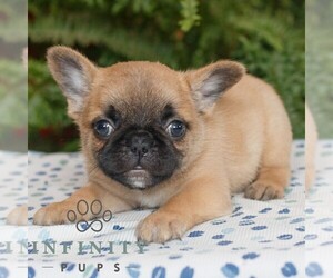 French Bulldog Puppy for sale in RONKS, PA, USA