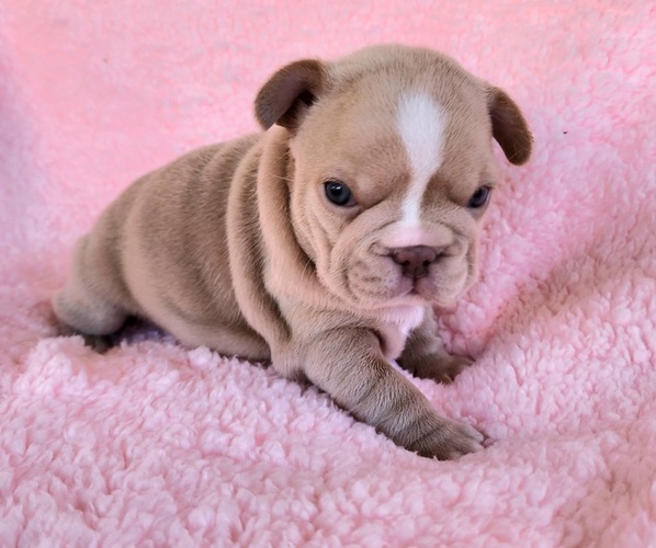 Medium Photo #9 French Bulldog Puppy For Sale in LAS VEGAS, NV, USA